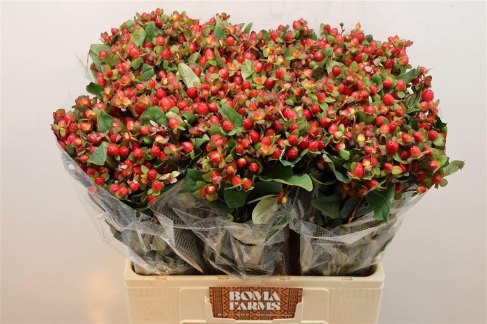 <h4>HYP MAG TRIUMPH</h4>