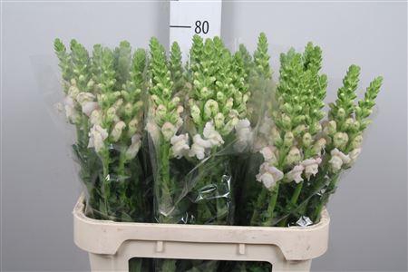 <h4>Antir Costa Silver</h4>