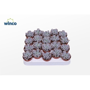 Echeveria Cubic Frost