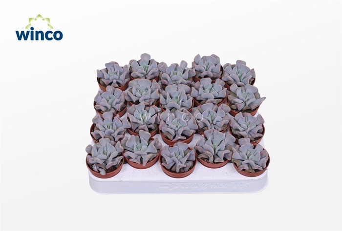 Echeveria Cubic Frost