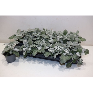 arr8 Senecio Cineraria