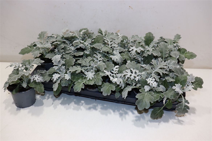 <h4>Senecio Cineraria</h4>