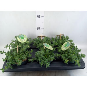 Delosperma echinatum