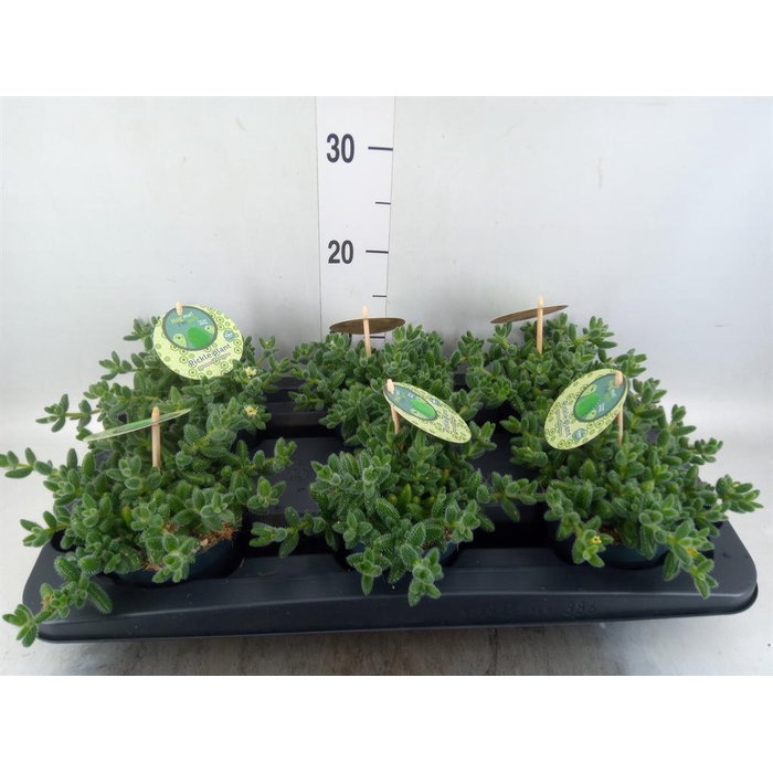 <h4>Delosperma echinatum</h4>