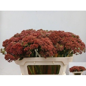 SEDUM SP KLB H% BS