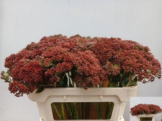 <h4>SEDUM SP KLB H% BS</h4>