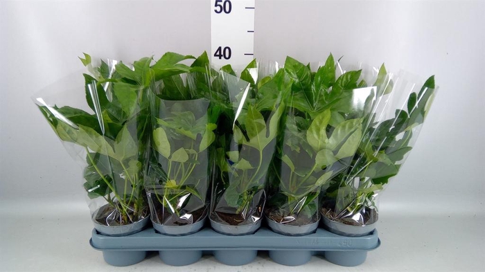 <h4>Fatsia japonica ...</h4>