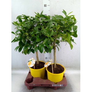 Citrus meyeri 'Meyer'