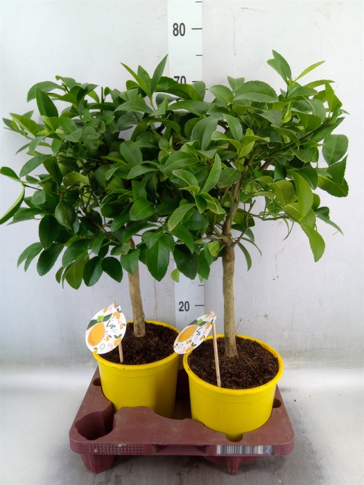 <h4>Citrus meyeri 'Meyer'</h4>