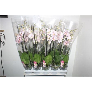 Phal Ov Roze 3 Branches 24+