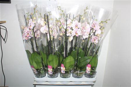 <h4>Phal Ov Roze 3 Branches 24+</h4>