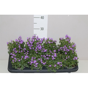 Campanula Po Dark Take Blue