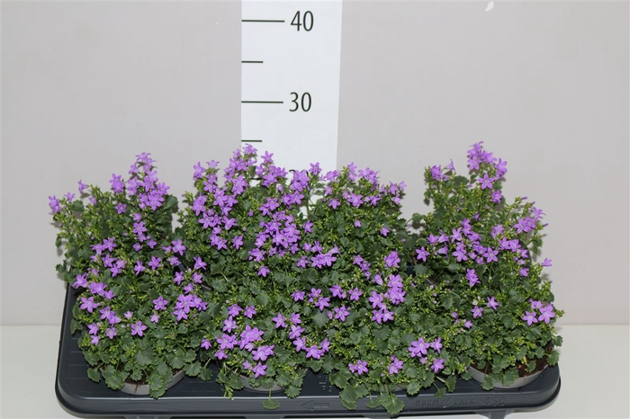 <h4>Campanula Po Dark Take Blue</h4>