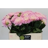 Dahlia Princess Kate