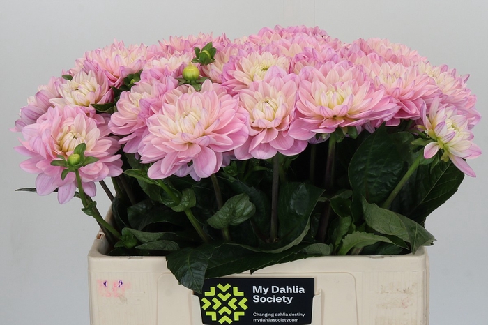 <h4>Dahlia Princess Kate</h4>