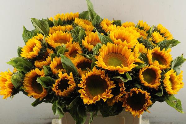 <h4>Helian Sunrich L60(up Gold)</h4>