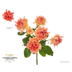 Rosa Spray #Ashtags Flame