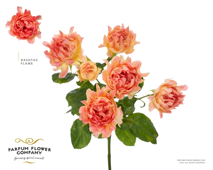 <h4>Rosa Spray #Ashtags Flame</h4>