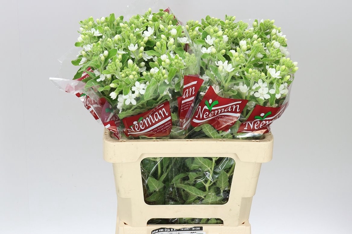 <h4>Oxypetalum Coeruleum White</h4>