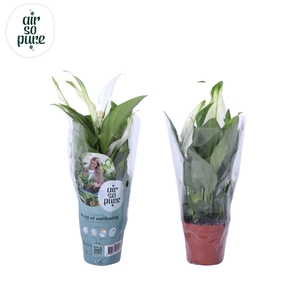 Air So Pure - Spathiphyllum Pearl Cupido 7cm