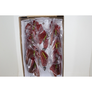 ANTHURIUM CHOCO 11/13 040 CM DIAM MIN 11 CM CHOCOLATE