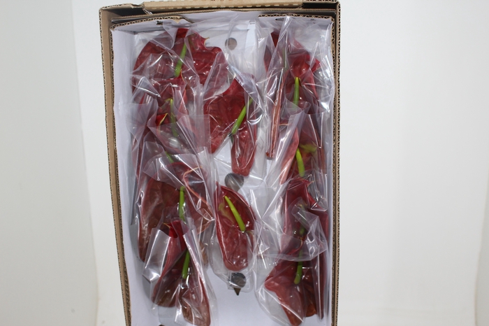 <h4>ANTHURIUM CHOCO 11/13 040 CM DIAM MIN 11 CM CHOCOLATE</h4>