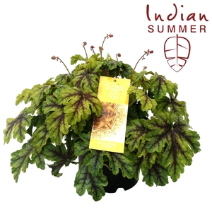 Heuchera Indian Summer P19 Green