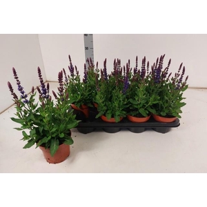 SALVIA NE BOR D BLUE