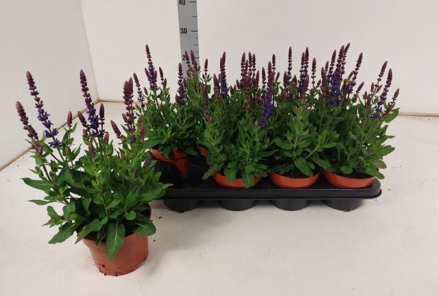 <h4>SALVIA NE BOR D BLUE</h4>