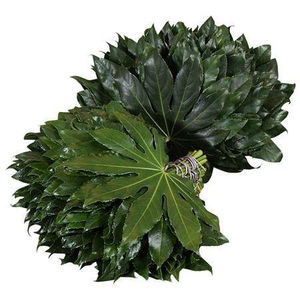 Aralia L7 Rood