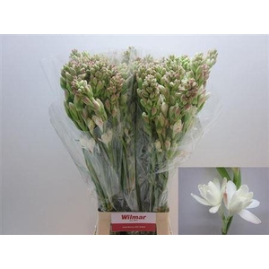 Polianthes Tuberosa