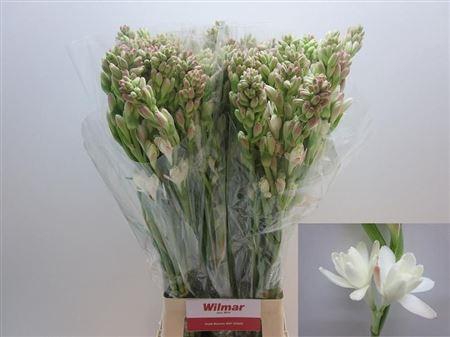 <h4>Polianthes Tuberosa</h4>