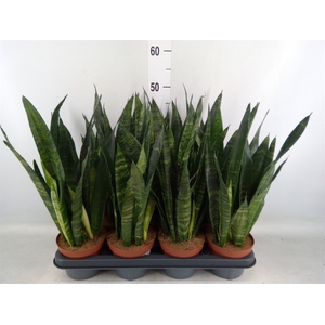 Sansevieria trifa. 'Black Coral'