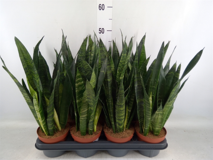 <h4>Sansevieria trifa. 'Black Coral'</h4>