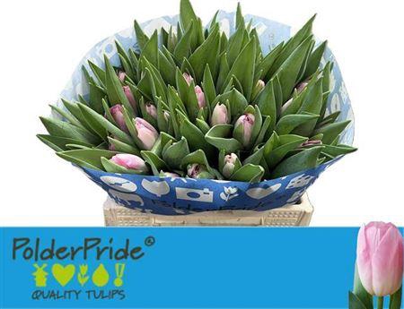 <h4>Tu En Dynasty</h4>