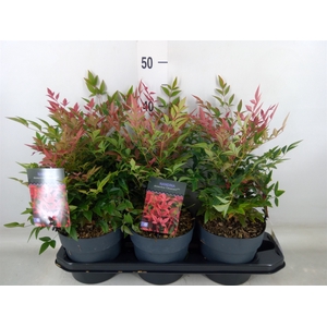 Nandina domestica 'Obsessed'