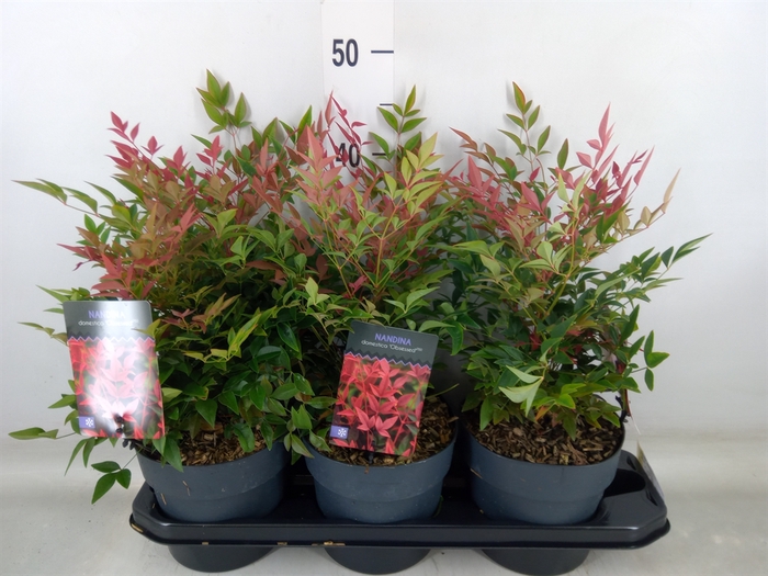 <h4>Nandina domestica 'Obsessed'</h4>