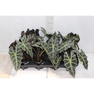 ALOCASIA POLLY P12