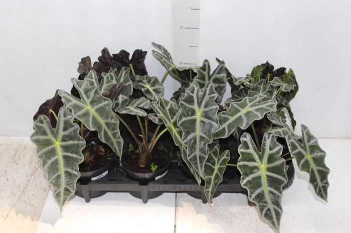 <h4>ALOCASIA POLLY P12</h4>