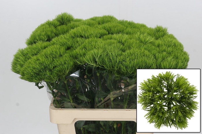 <h4>DI BARB KIWI MELLOW</h4>