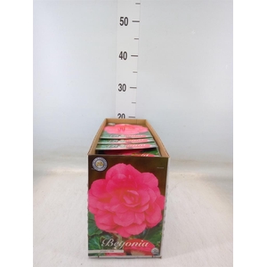 Flowerbulbs, corns or tubers   ...