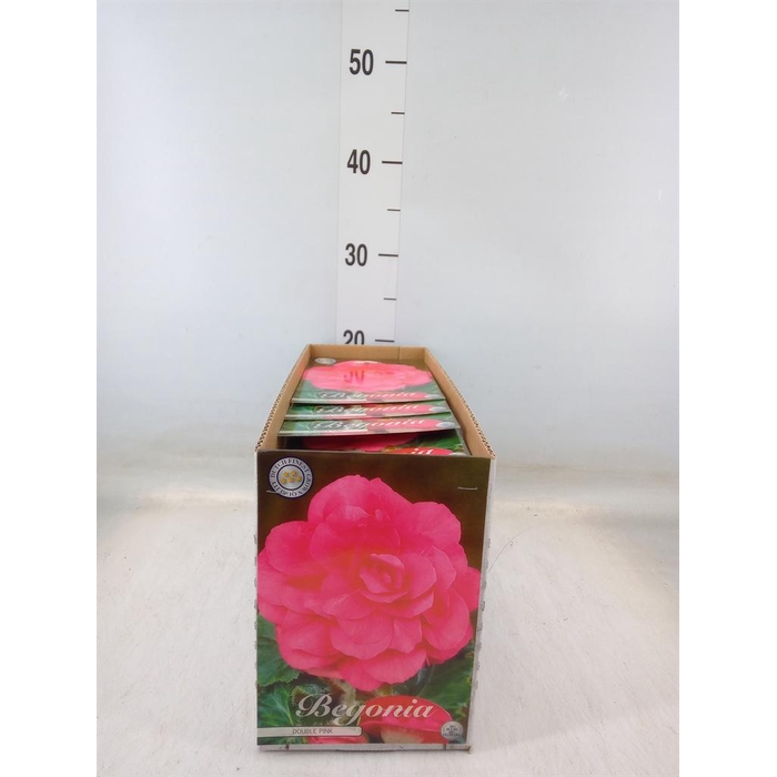 <h4>Flowerbulbs, corns or tubers   ...</h4>