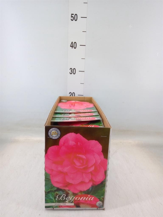 <h4>Flowerbulbs, corns or tubers   ...</h4>