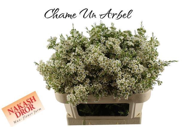 <h4>CHAME UN ARBEL</h4>