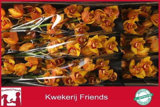 <h4>CYMB T AMALIA</h4>