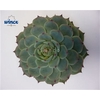 Echeveria Lindsyana Cutflower Wincx-12cm