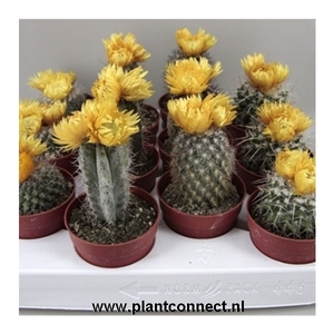 64 Gele sier bloem 6,5 cm