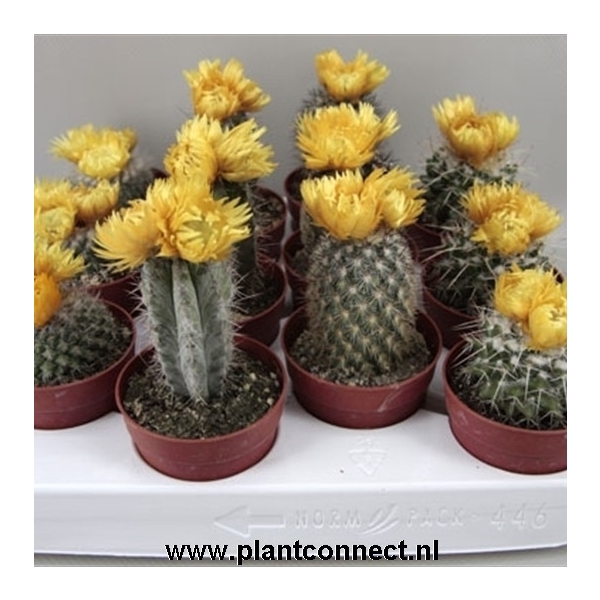 <h4>64 Gele sier bloem 6,5 cm</h4>