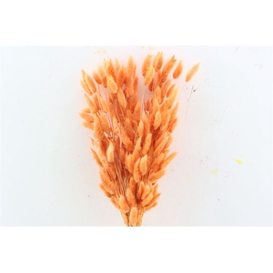 Dried Lagurus Bl Orange Bunch