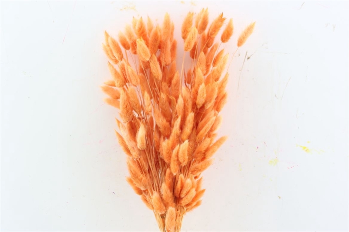 <h4>Dried Lagurus Bl Orange Bunch</h4>